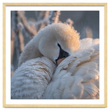 Close Up Of A Swan Covered In Frost And Dew thumbnail