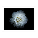 Backyard Flowers No 90 Color Version (Print Only) thumbnail