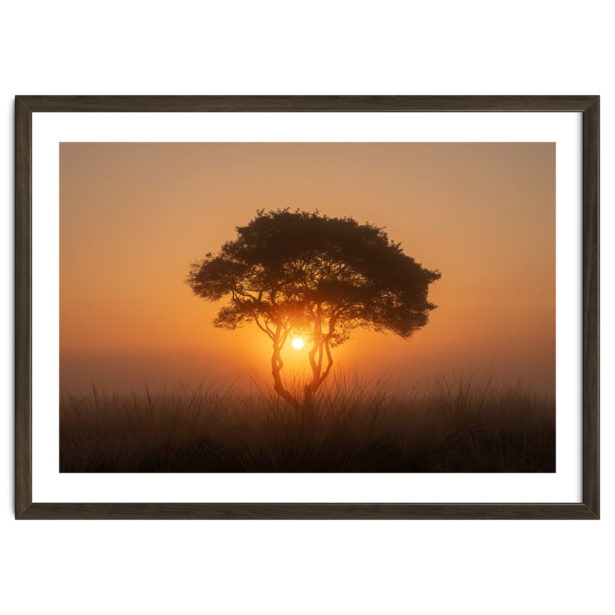Tree at sunrise