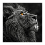 Majestic Lion Face Closeup Golden Eyes Black (Print Only) thumbnail