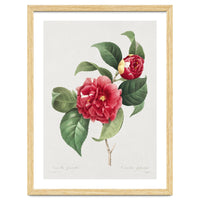 Pierre-Joseph Redouté – Finest Flowers and Fruits (1833)
