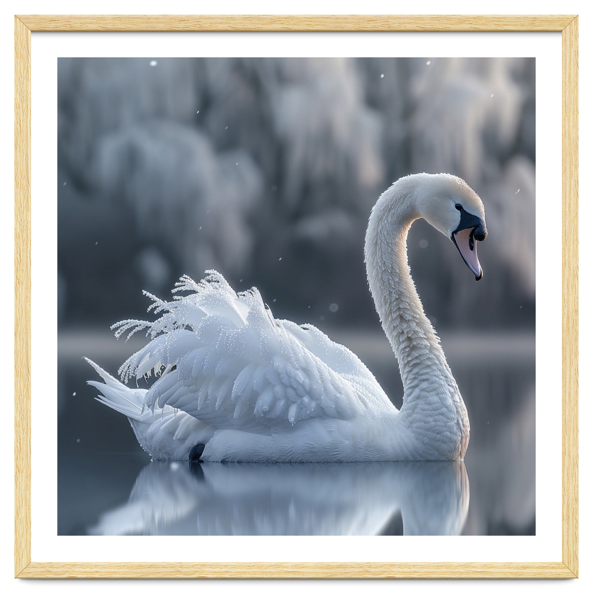 Majestic White Swan Gracefully Floating On Water