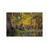 Heron in the swamps (Print Only) thumbnail