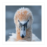 Majestic Swan Covered In Frost And Snow (Print Only)