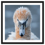 Majestic Swan Covered In Frost And Snow thumbnail
