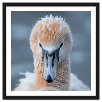 Majestic Swan Covered In Frost And Snow