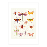 Beautiful Creatures (Print Only) thumbnail