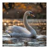 Graceful Swan Gliding On Reflective Water Surface (Print Only) thumbnail