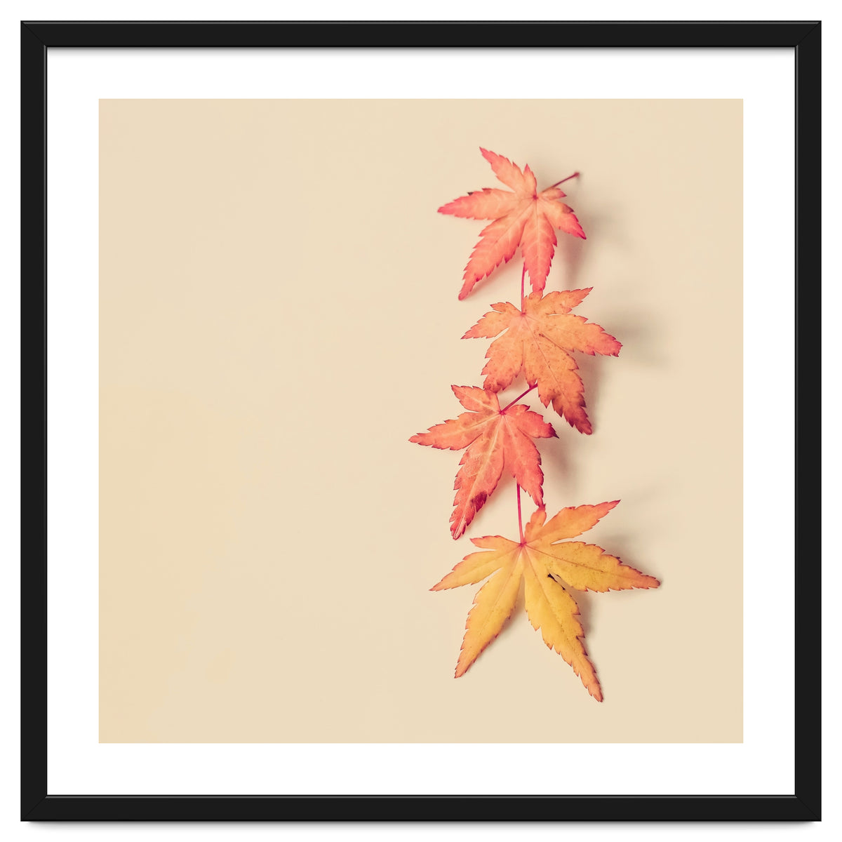 Maple In Pastel