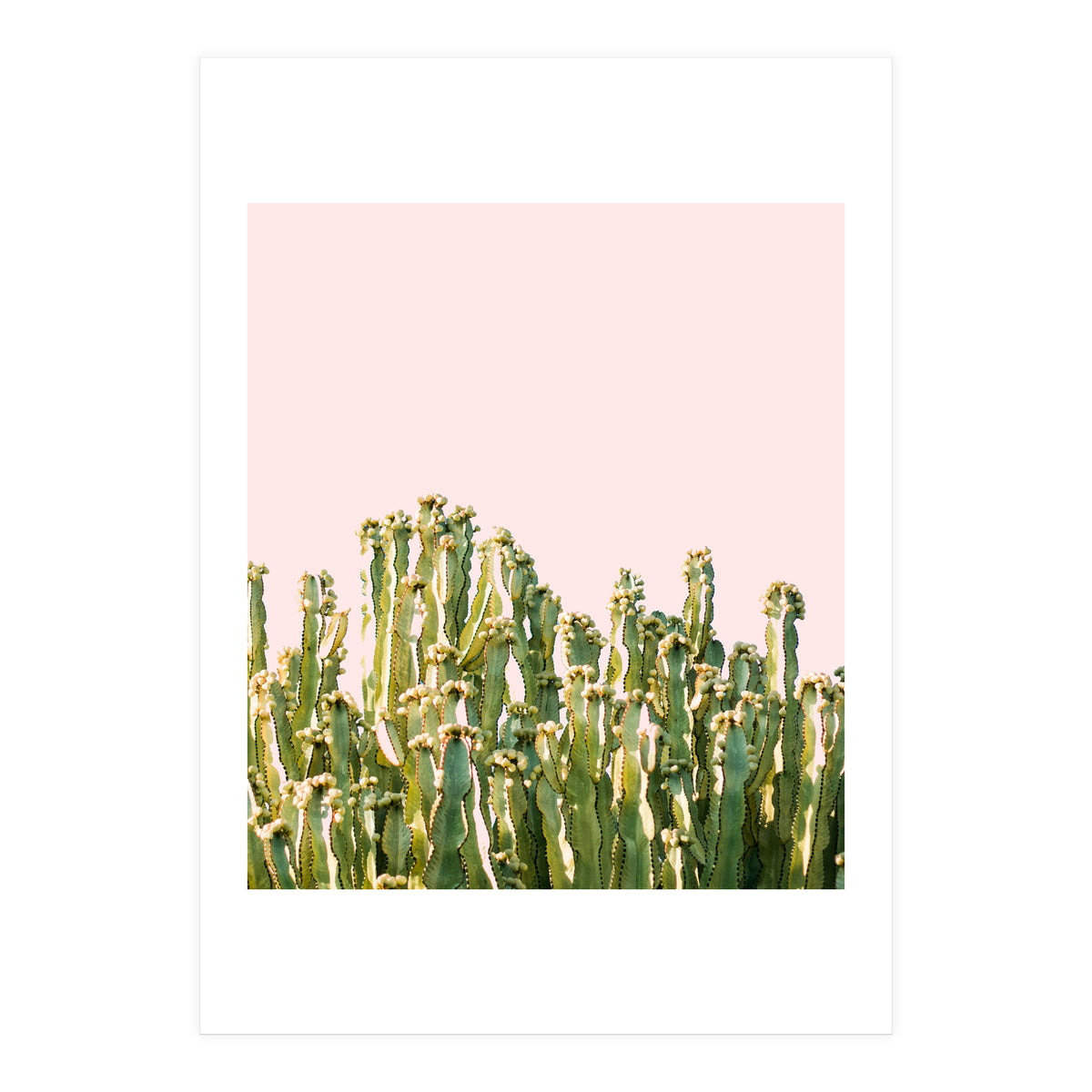 Cactus Blush #society6 #decor #buyart (Print Only)