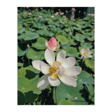 Hylas (Print Only) thumbnail