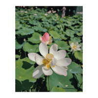 Hylas (Print Only)