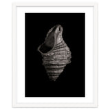 Shells No 2 thumbnail