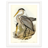 Elizabeth Gould – Great Grey Heron (Ardea leucophaea) | Birds of Australia Illustration thumbnail