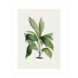 Areca Palm (Hand Drawn Botanical Illustration) (Print Only) thumbnail