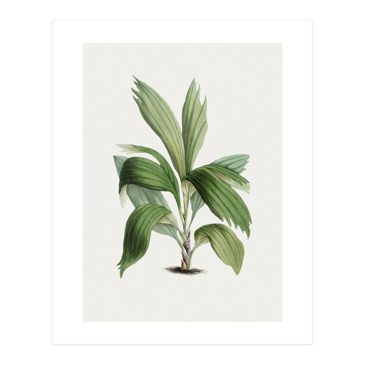 Areca Palm (Hand Drawn Botanical Illustration) (Print Only)