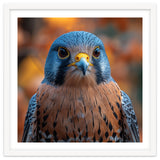 Close Up Of A Kestrel Bird Of Prey Portrait thumbnail