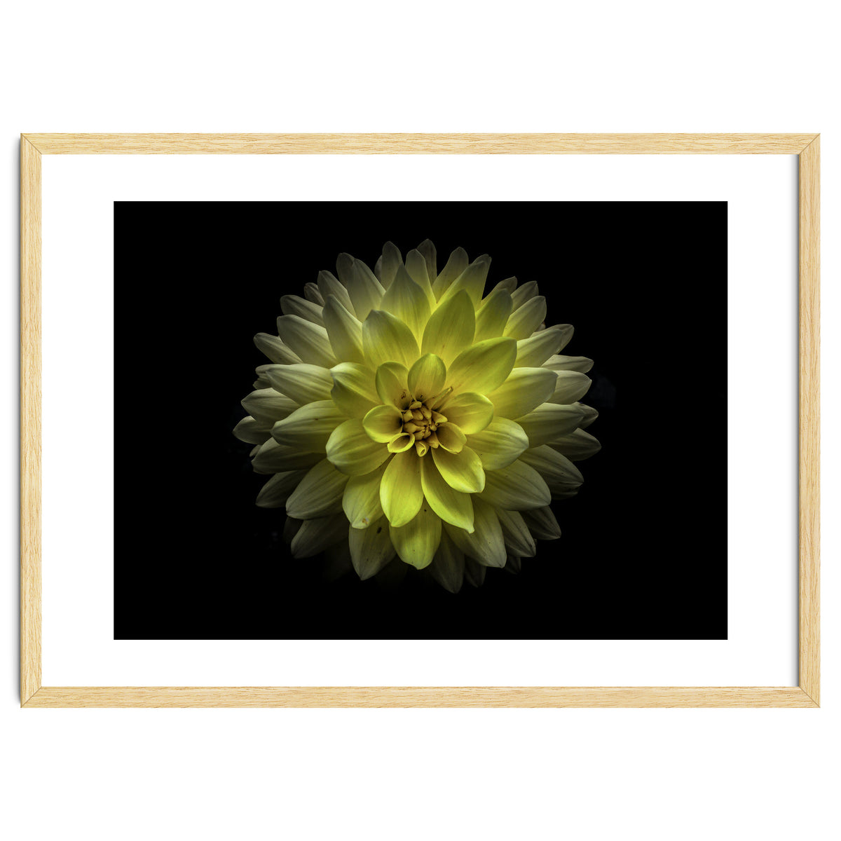 Backyard Flowers No 128 Color Version