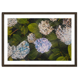 Hydrangeas | Landscape thumbnail