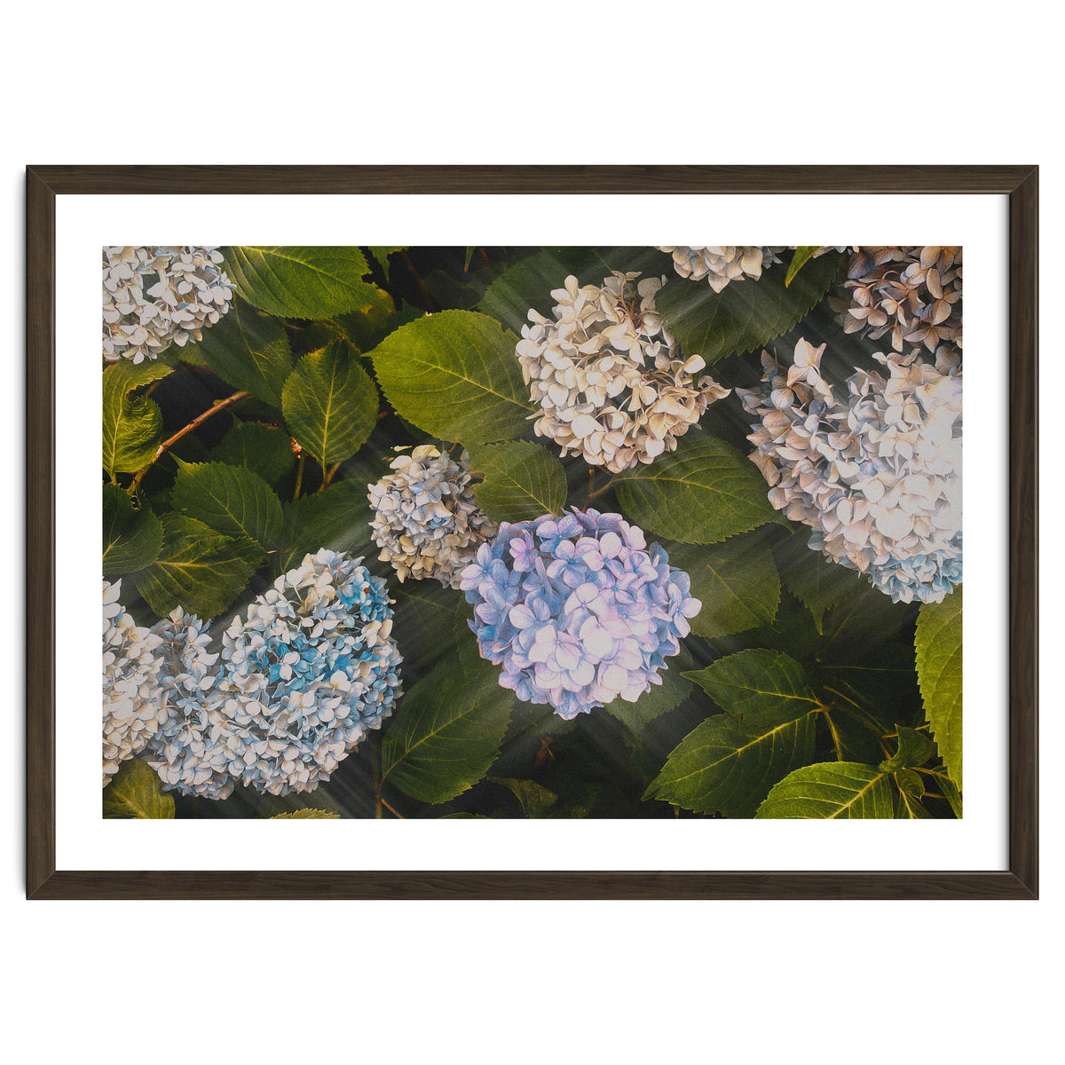 Hydrangeas | Landscape