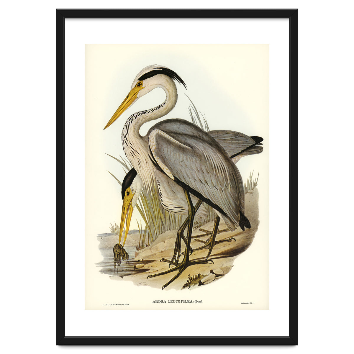 Elizabeth Gould – Great Grey Heron (Ardea leucophaea) | Birds of Australia Illustration