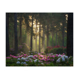 Rhododendron forest (Print Only) thumbnail