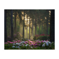 Rhododendron forest (Print Only)
