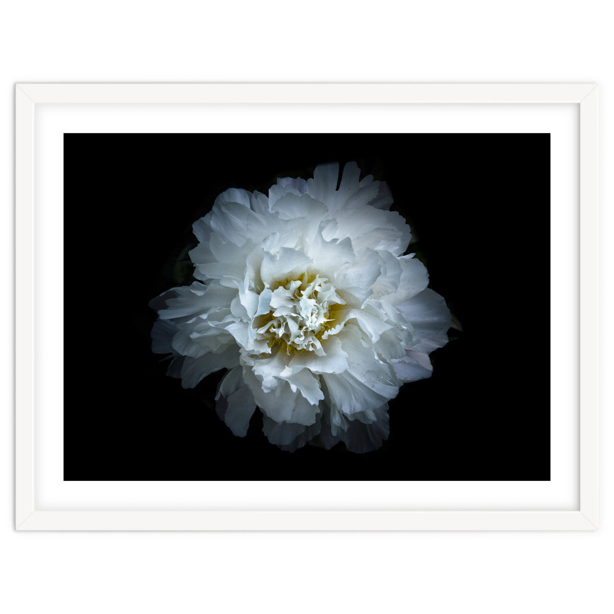 Backyard Flowers No 90 Color Version