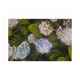 Hydrangeas | Landscape (Print Only) thumbnail