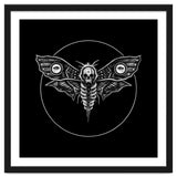 Deaths Head Moth thumbnail