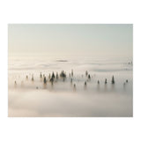Misty Peaks: Pine Forest Above the Clouds (Print Only) thumbnail