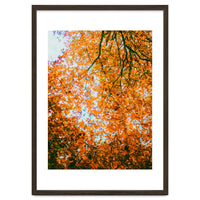 Autumn Leaves