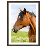 Horse Portrait