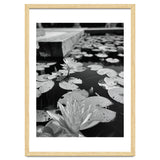 Lotus Pond | Black & White Portrait thumbnail