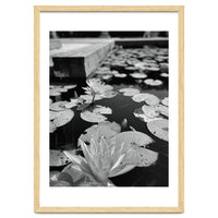 Lotus Pond | Black & White Portrait