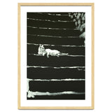 Cat On Stairs thumbnail