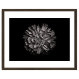 Backyard Flowers In Black And White No 79 thumbnail