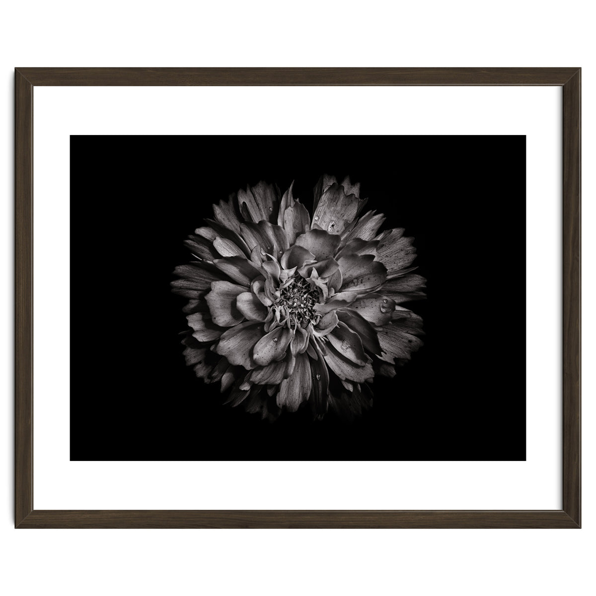 Backyard Flowers In Black And White No 79