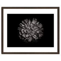 Backyard Flowers In Black And White No 79