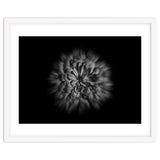 Backyard Flowers In Black And White No 48 Flow Version thumbnail