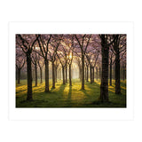 Blooming cherry trees in soft morning light (Print Only) thumbnail