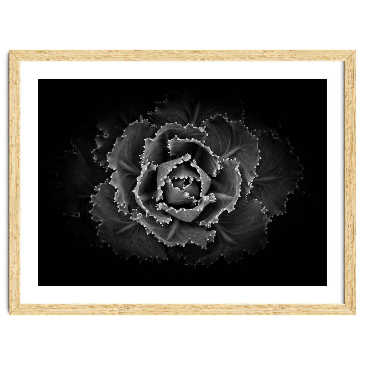 Backyard Flowers In Black And White No 101