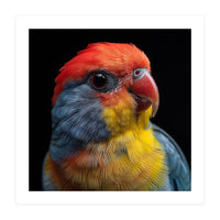 Close Up Colorful Parrot Portrait Vivid Plumage (Print Only)