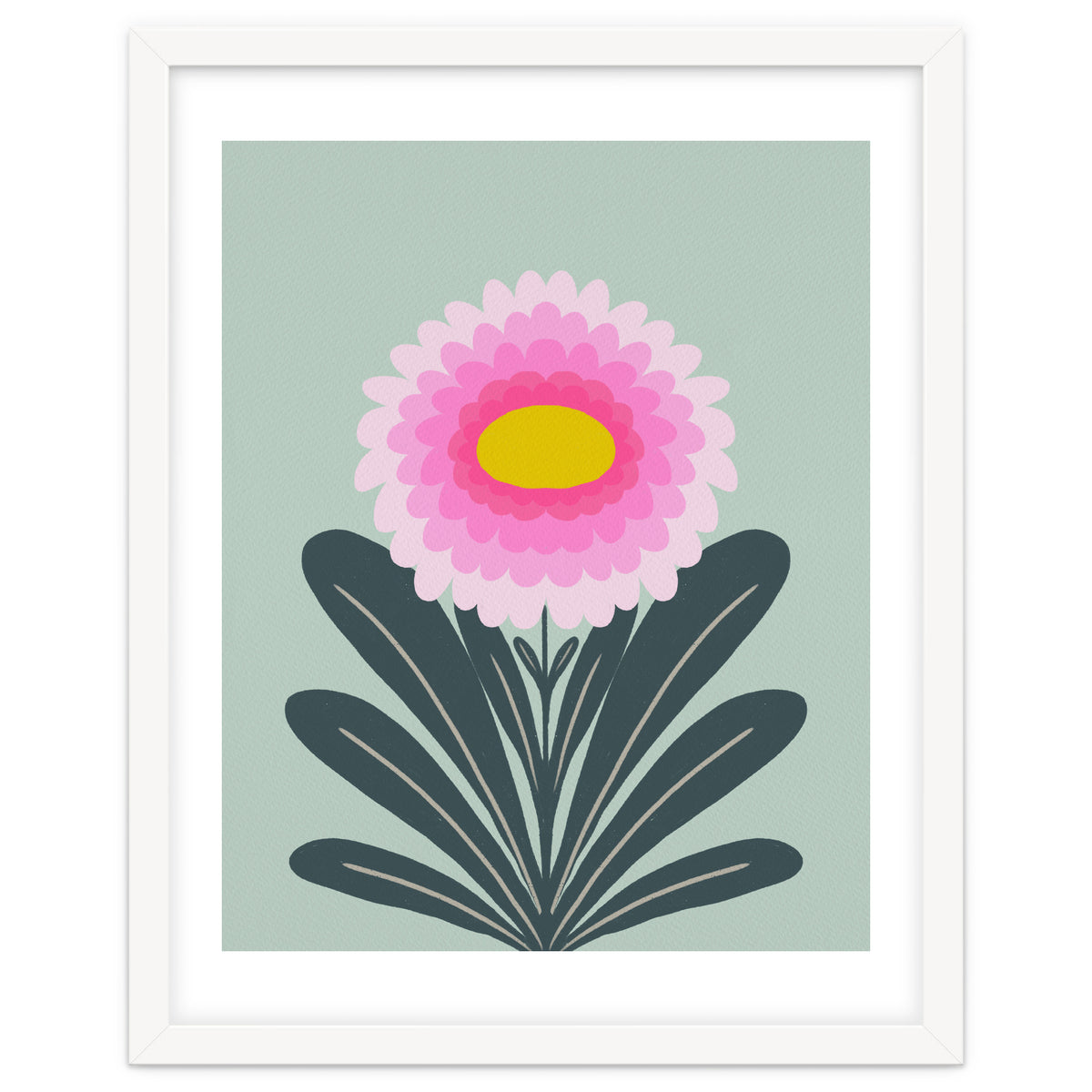 Chrysanthemum - turquoise and pink