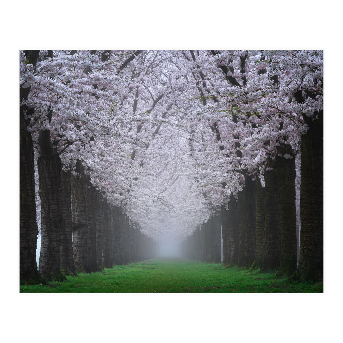 Cherry trees in the fog (Print Only)
