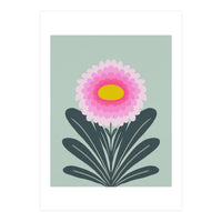 Chrysanthemum - turquoise and pink (Print Only)