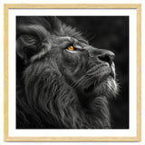 Majestic Lion Face Closeup Golden Eyes Black thumbnail