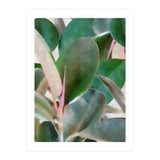 Preconceived Purity (Print Only) thumbnail