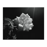 Desire (Print Only) thumbnail