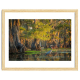 Heron in the swamps thumbnail